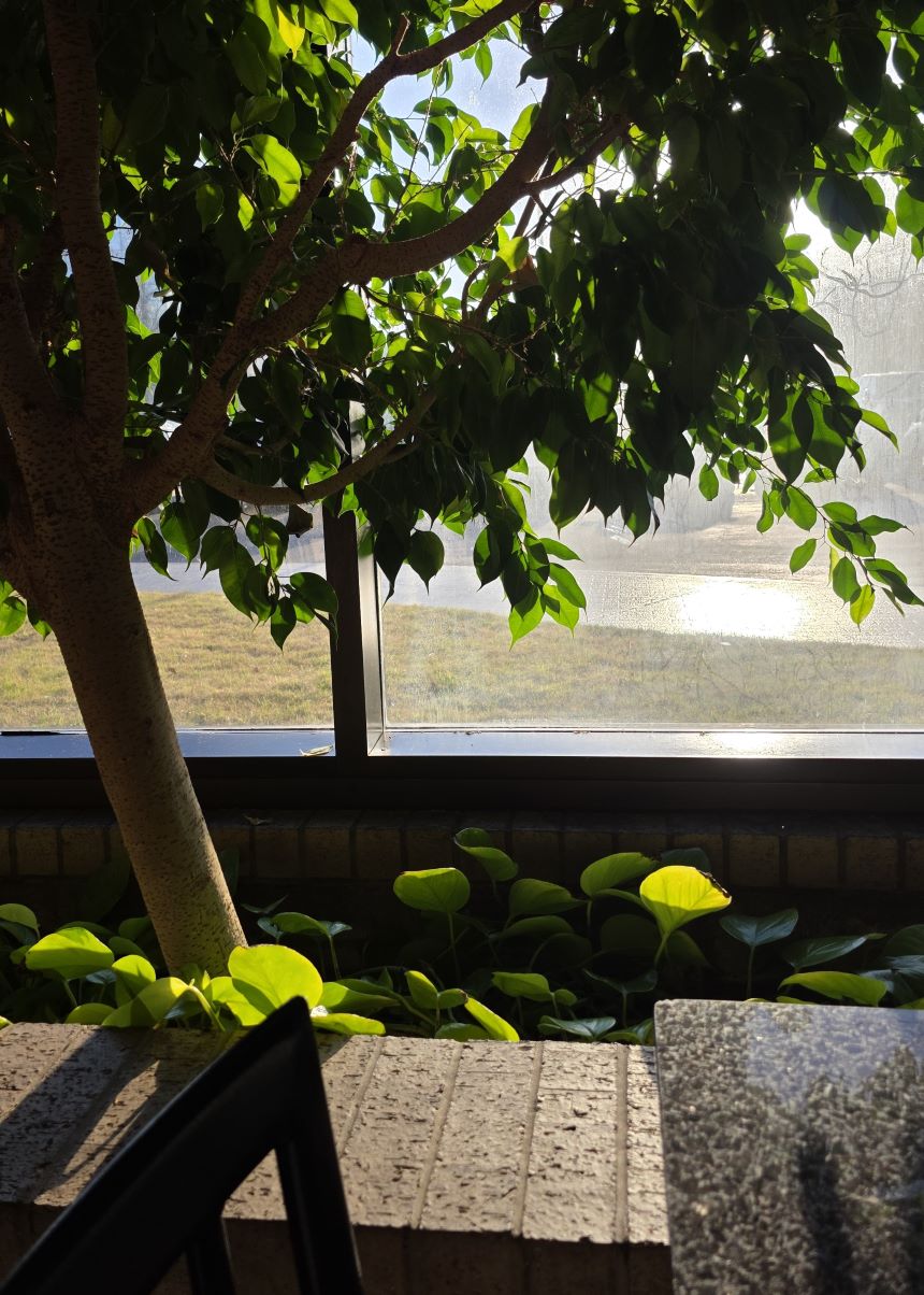 A small tree and greenery along a row of windows next to tables in the restaurant area with bright sunshine at breakfast time.