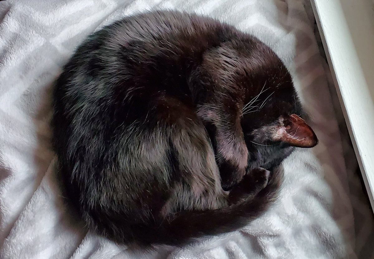 A top view of a black cat curled up on a light blanket in a nearly perfect circle, with her front paw covering her face and her back feet and tail touching her head.
