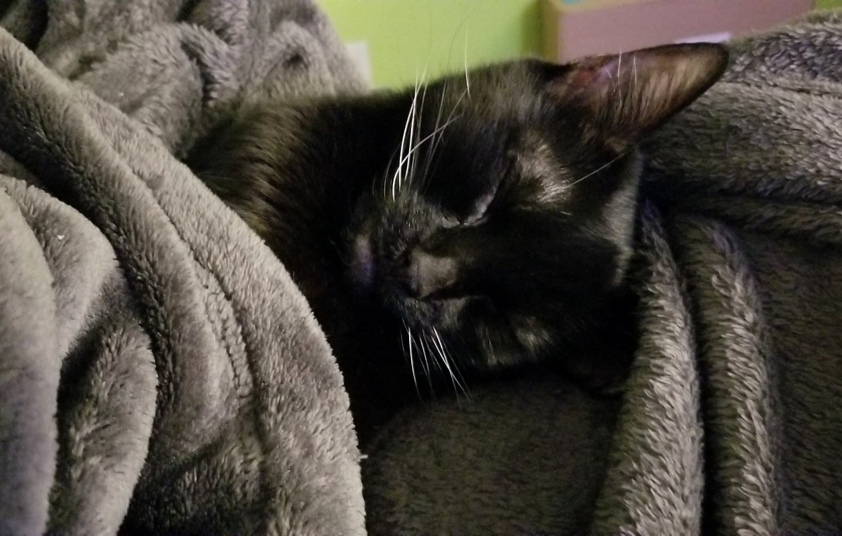 A black cat looking very comfy, snuggled in with eyes closed in warm gray plush blankets.