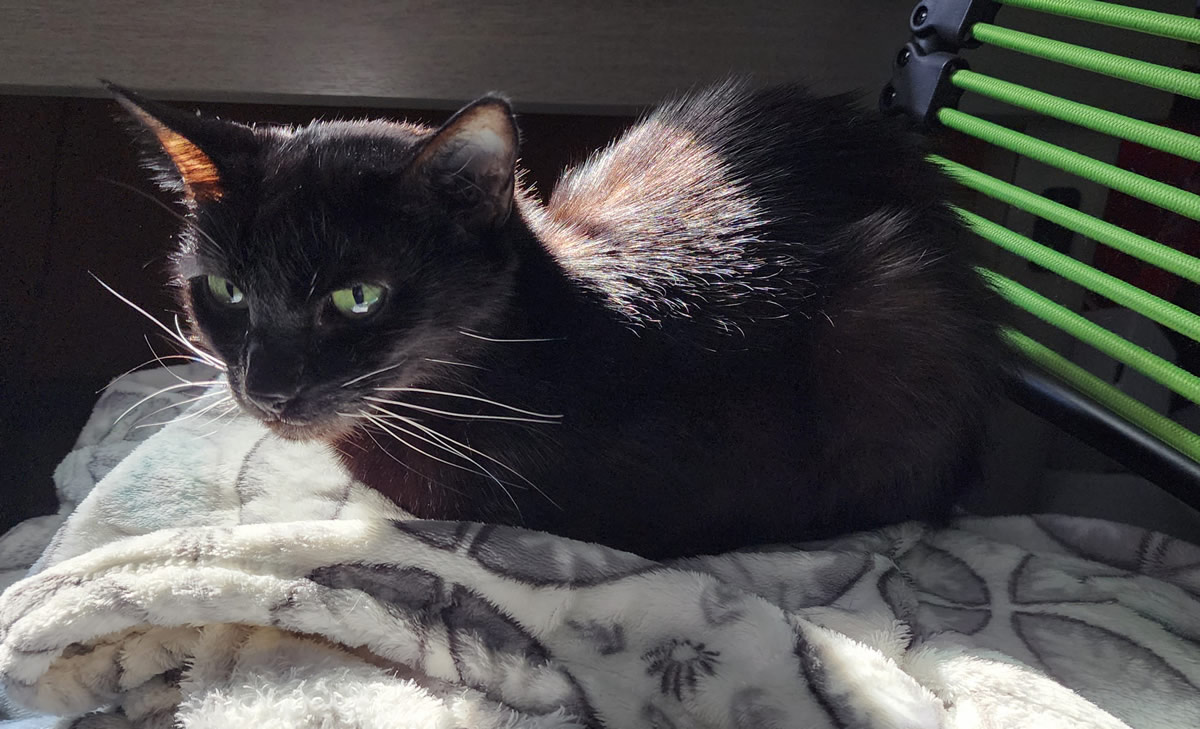 A black cat sitting like a bread loaf on top of a blanket on the seat of an office chair.