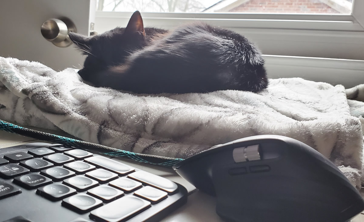 Black cat curled up in a ball on a blanket on the corner of a desk by a window, next to a computer mouse and keyboard.