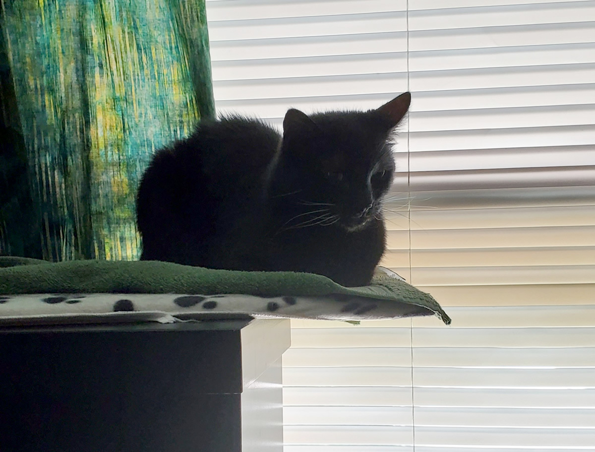 A black cat sitting like a bread loaf in a precarious position on a thin board that has extended several inches out past the edge of a wooden headboard, unsupported.