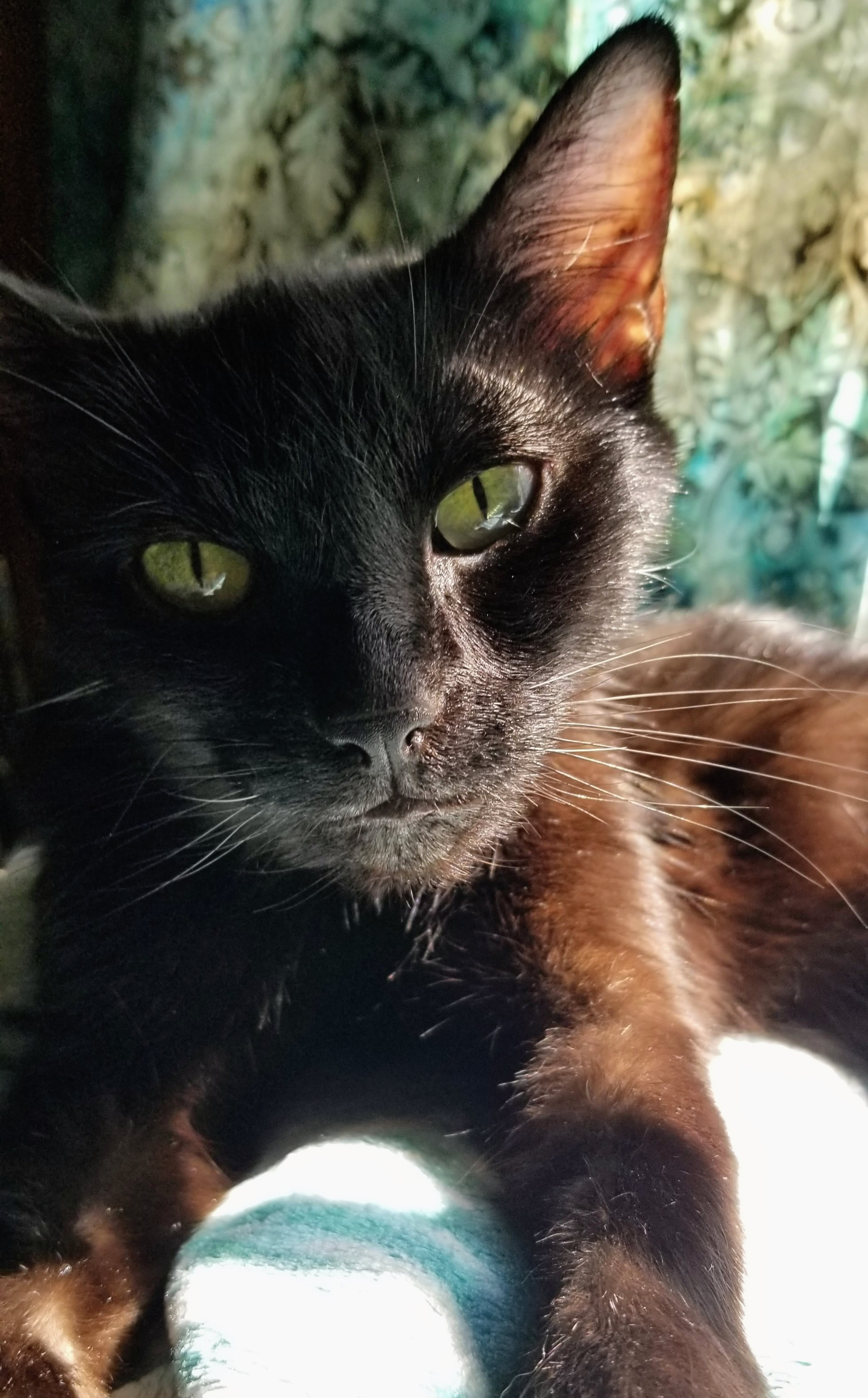 A beautiful black cat with a sweet face looking straight at the camera, big green eyes, with parts of her fur looking a warm brown in the bright sunlight coming in from the window beside her.