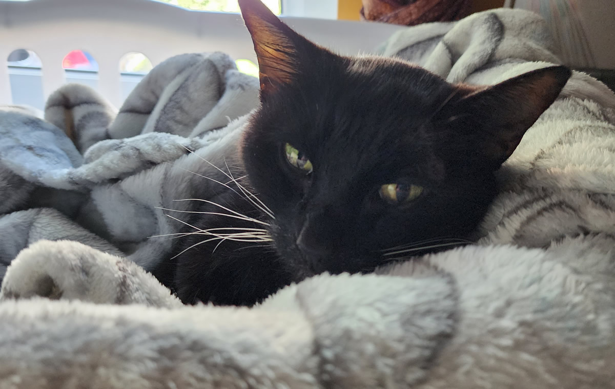 A black cat snuggled in a soft white blanket looking tired.