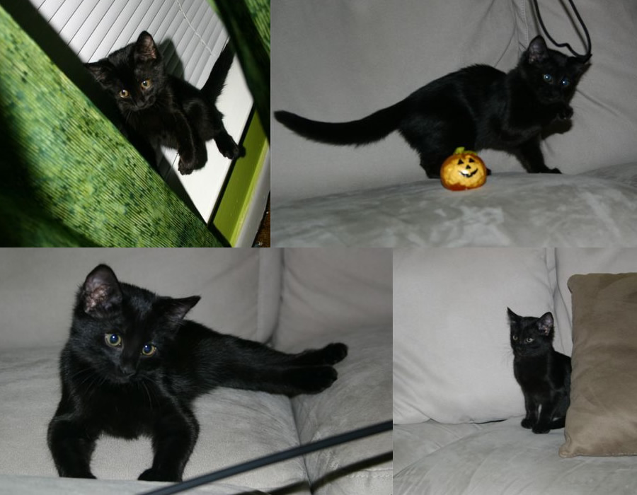 A collage of images of a tiny black kitten sitting on a low windowsill balancing on her back legs, standing on a couch pawing at a cord being dangled in front of her, stretched out on the couch laying down and watching something out of view, and sitting on the couch tucked behind a small pillow.