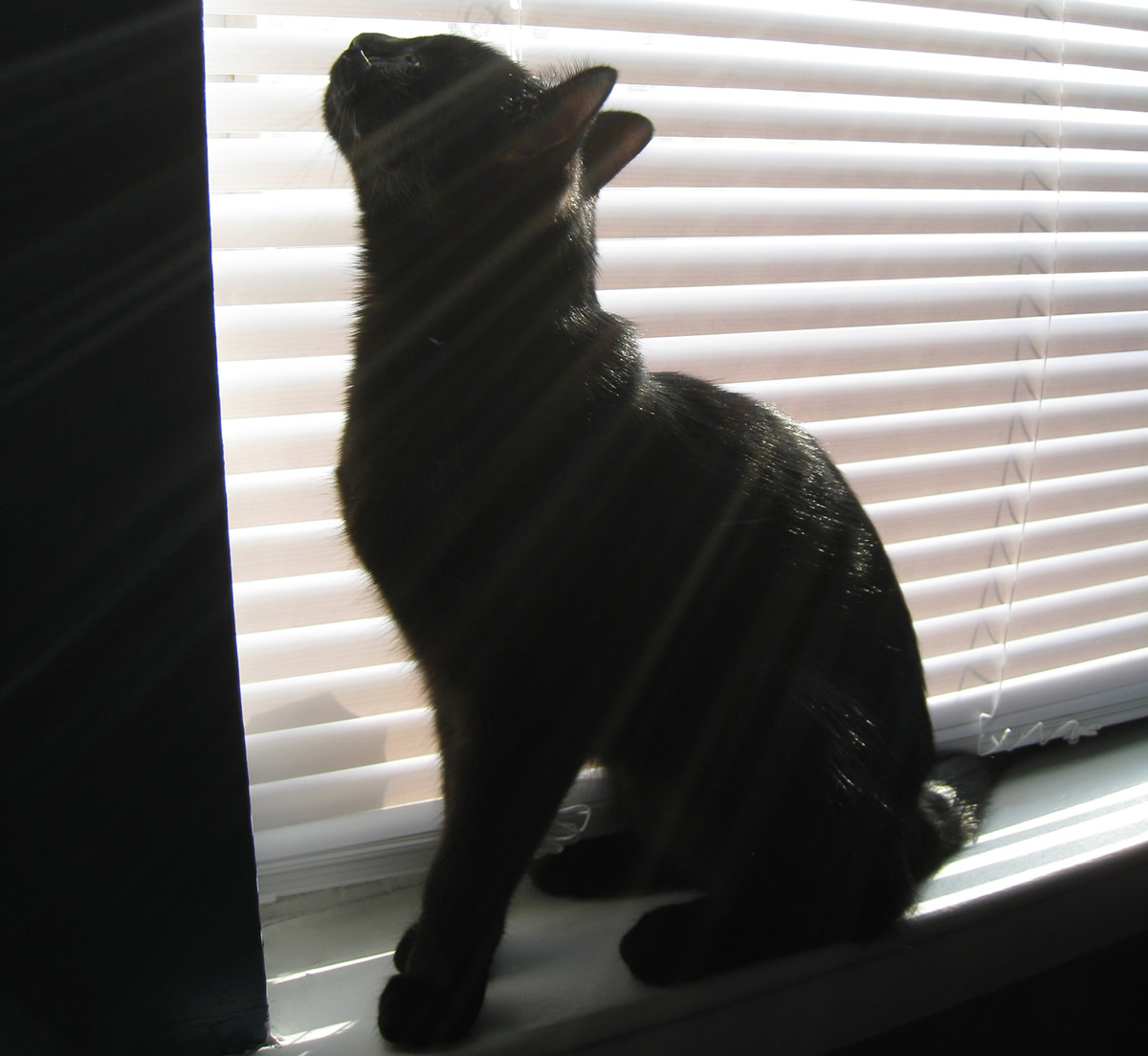 A grown black cat sitting on a window sill next to a mostly closed blind, looking up with rays of sunlight filtering around her silhouette.