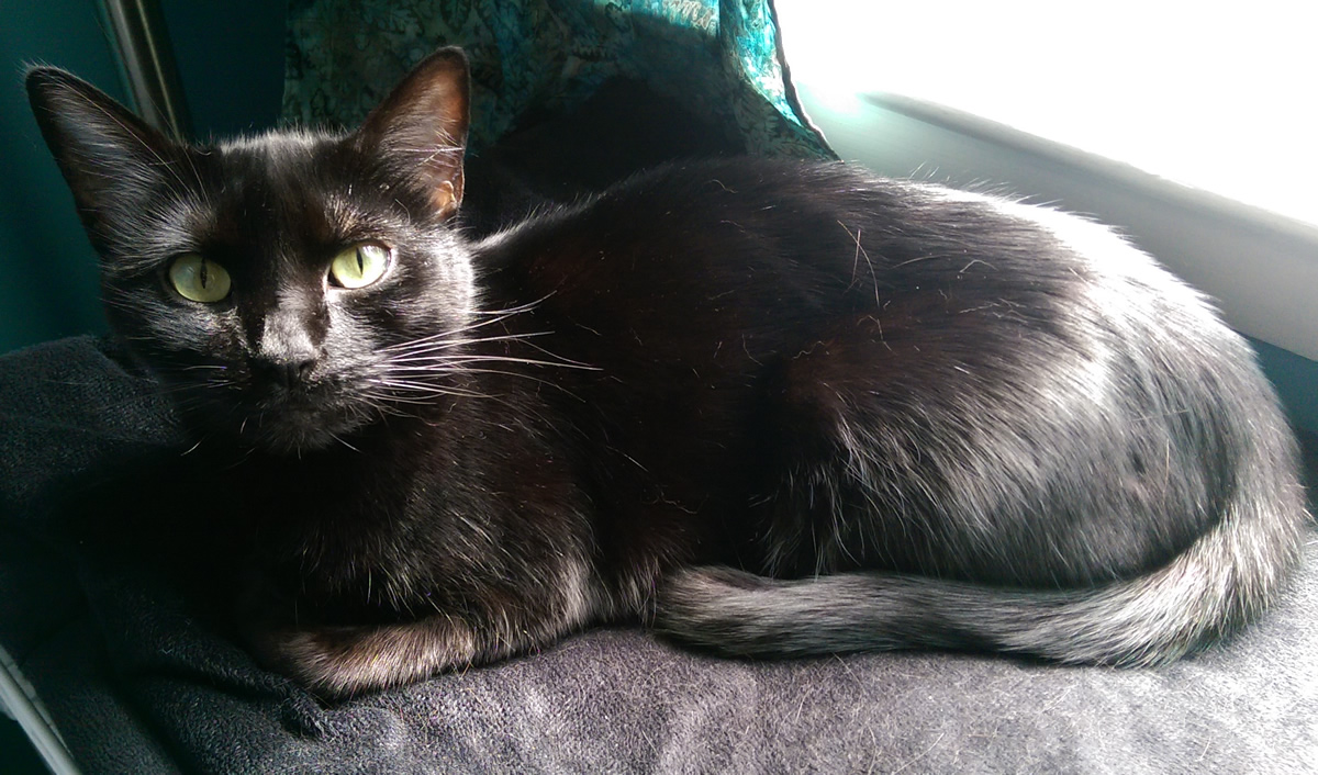 Black cat with a sweet face and bright eyes lying on a blanket next to a bright window.