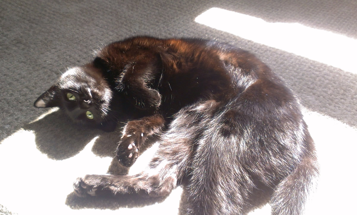 A black cat stretched out and curled upside down in a patch of bright sunlight, with a warm brown color showing in her fur where the sun is shining through it.