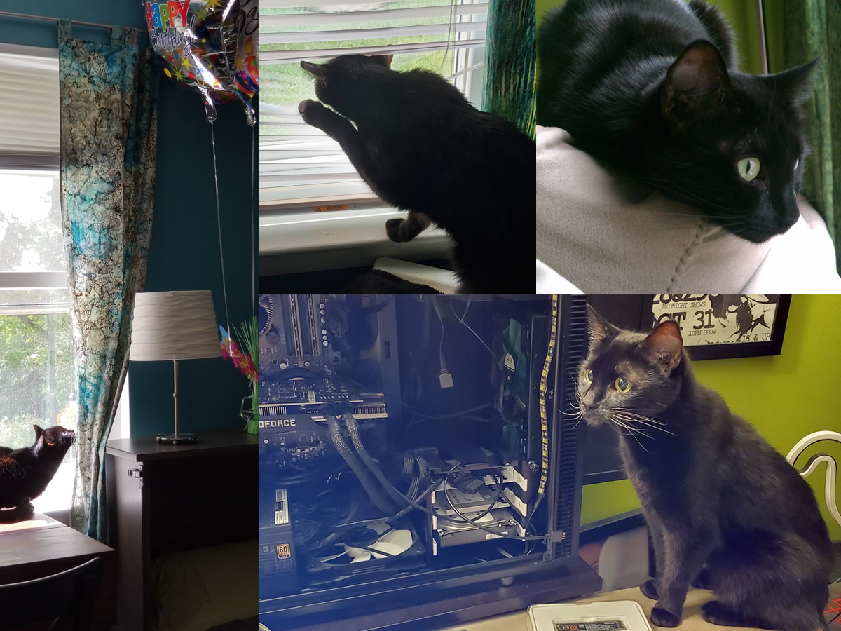 A collage of photos showing a black cat looking up suspiciously at birthday mylar balloons, using a paw to hold open a gap in window blinds to look outside, looking intensely at something from the back cushion of a couch, and watching intently next to an open computer case and computer parts.