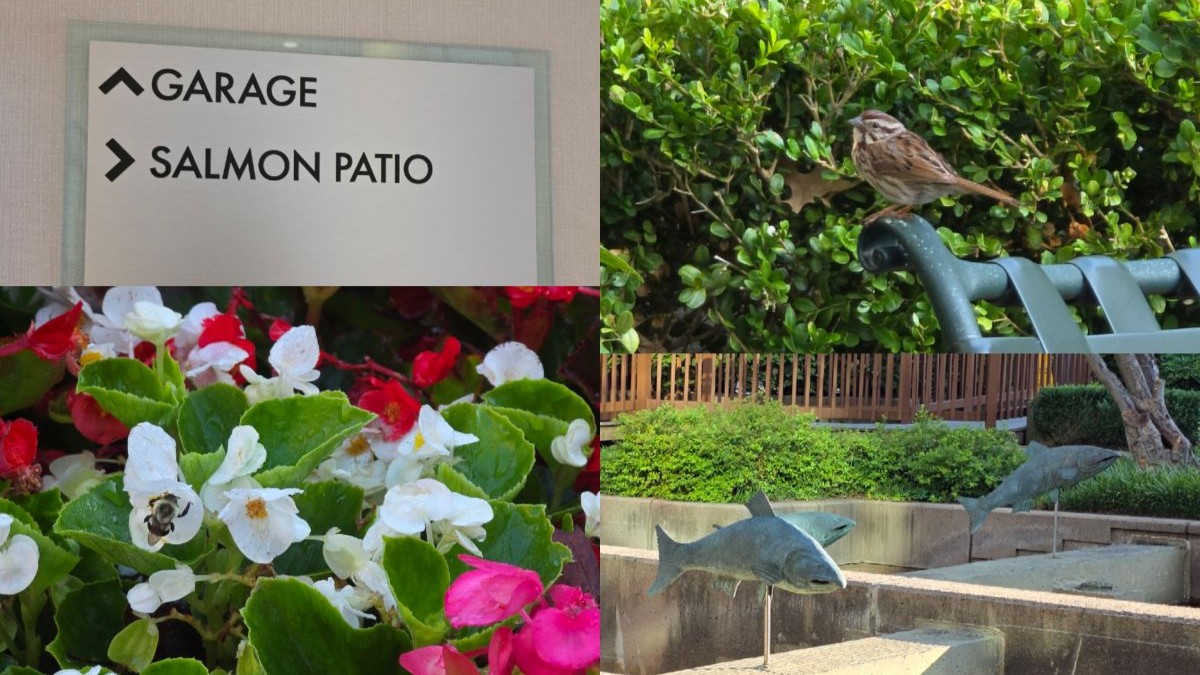Collage showing the sign for the Salmon Patio, a bird perched on the back of a chair, bees in the potted flowers, and the jumping salmon sculptures.