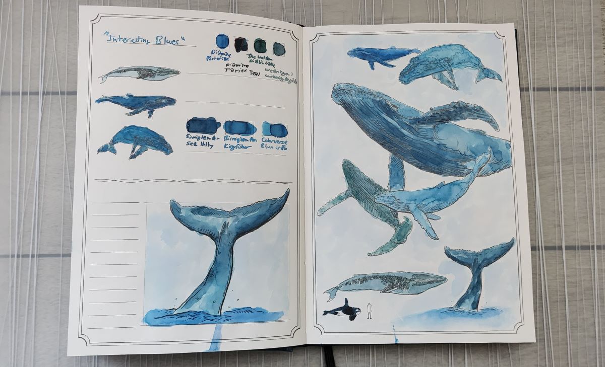 A hardcover book opened to a page of whale drawings painted in similar shades of dusty, medium blue ink.