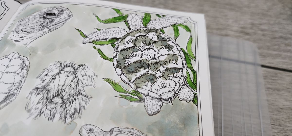 Close up of drawings of turtles on a page with the background area painted a very pale green and pieces of seaweed painted a darker green, and a partially painted turtle shell.