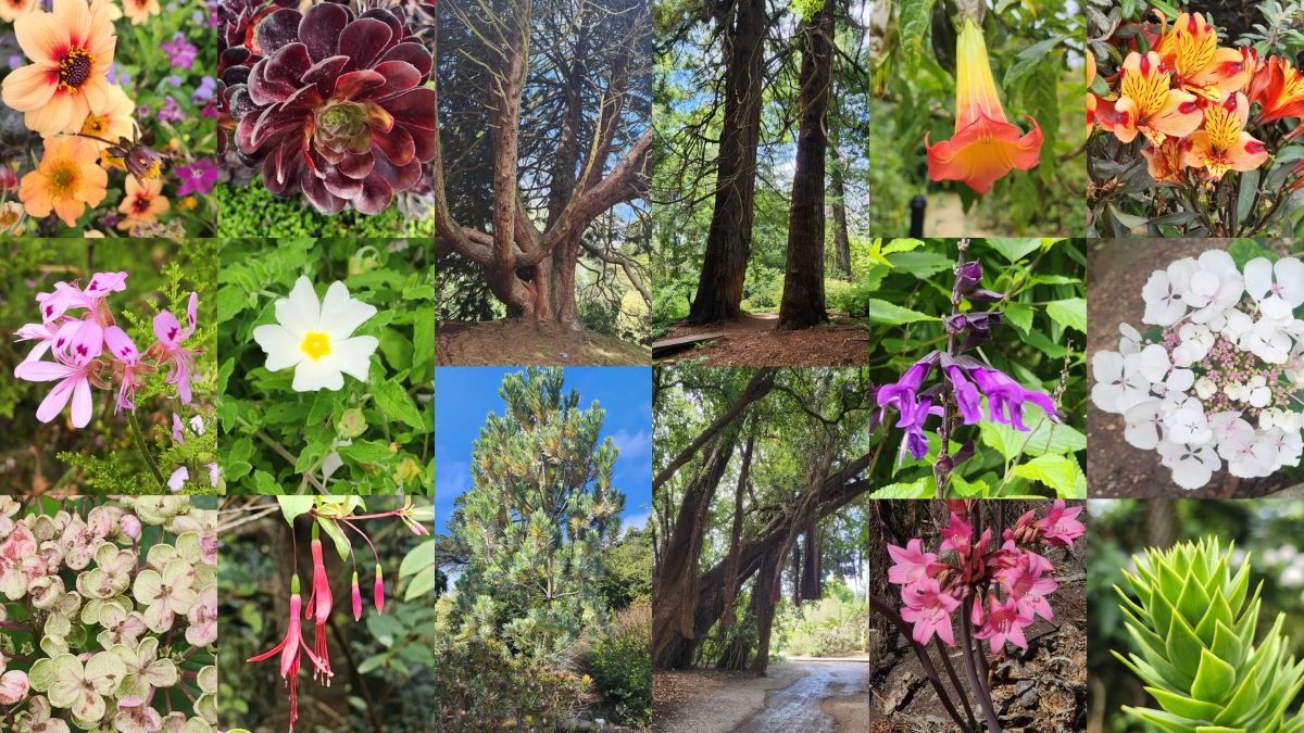 Collage of trees and flowers including orange, purple, white, and pink blooms