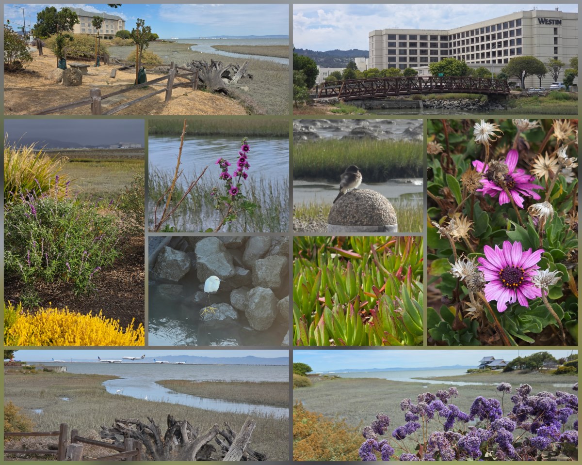 Collage of flowers, birds, bridge, and buildings around the Bay Trail.