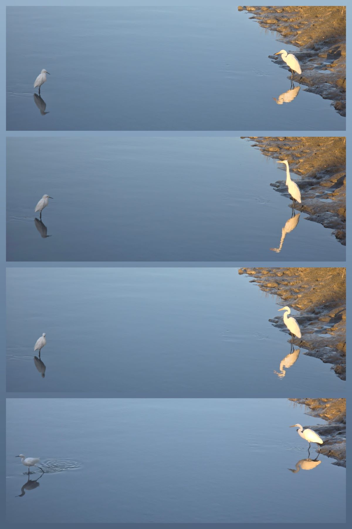 Collage of four wide photos stacked vertically showing two birds having a face off in shallow water with one bird walking away in the final frame.