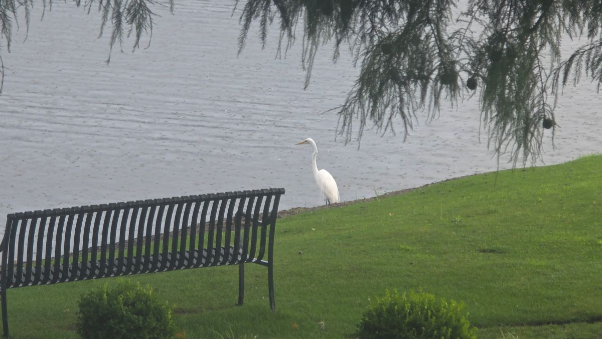 A large white bird with a long neck standing in the grass by water in the rain.